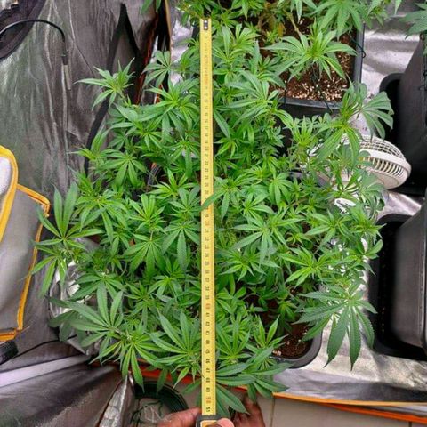 Mimosa Evo growlog timeline photo