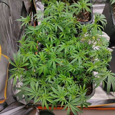 Mimosa Evo growlog timeline photo
