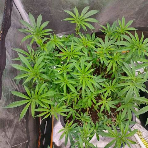 Mimosa Evo growlog timeline photo