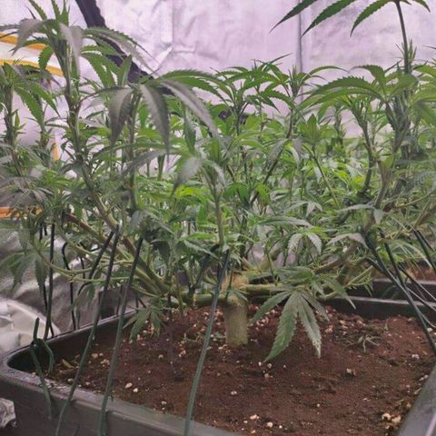Mimosa Evo growlog timeline photo