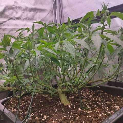 Mimosa Evo growlog timeline photo