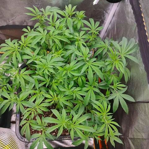 Mimosa Evo growlog timeline photo