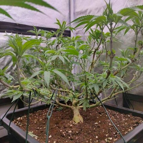 Mimosa Evo growlog timeline photo