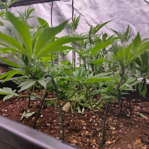 Mimosa Evo growlog timeline photo