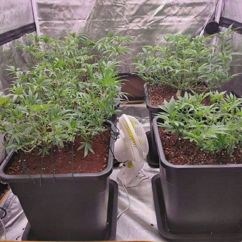 Mimosa Evo growlog timeline photo