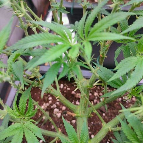Mimosa Evo growlog timeline photo