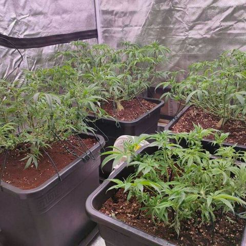 Mimosa Evo growlog timeline photo