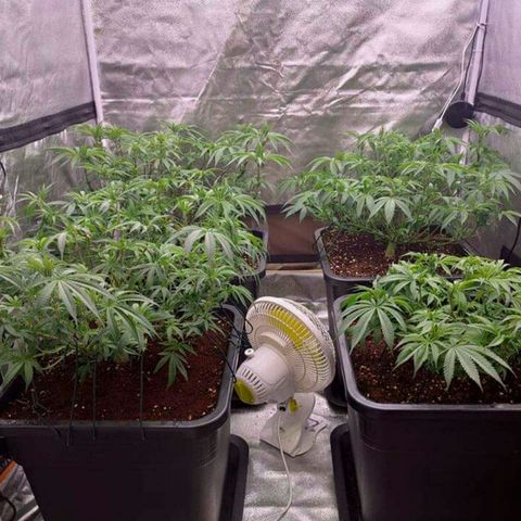 Mimosa Evo growlog timeline photo