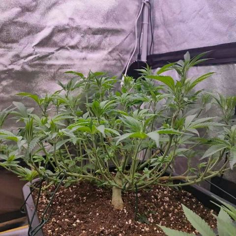 Mimosa Evo growlog timeline photo