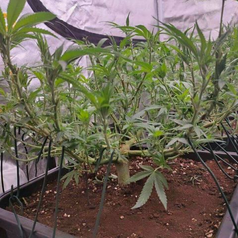 Mimosa Evo growlog timeline photo