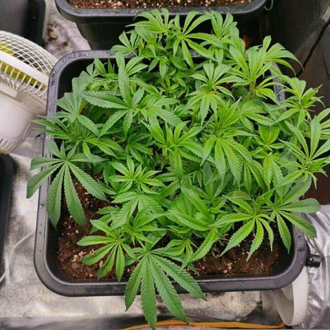 Mimosa Evo growlog timeline photo