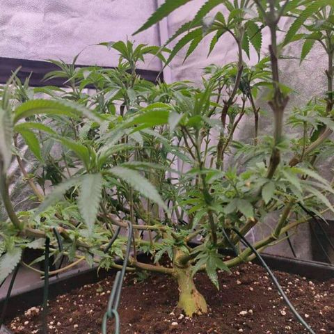 Mimosa Evo growlog timeline photo