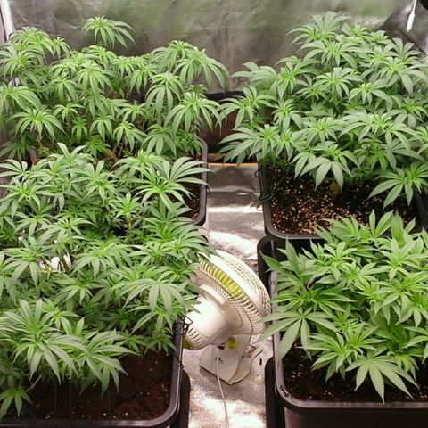 Mimosa Evo growlog timeline photo