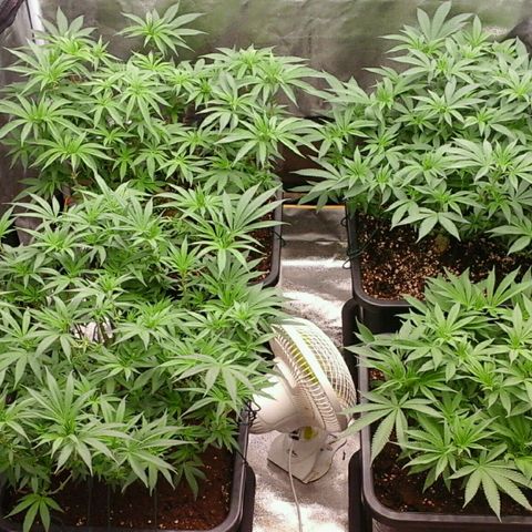 Mimosa Evo growlog photo: Après arrosage