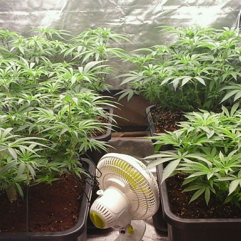Mimosa Evo growlog timeline photo