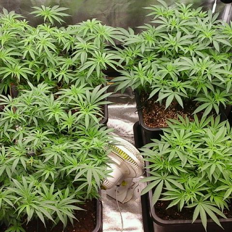 Mimosa Evo growlog timeline photo