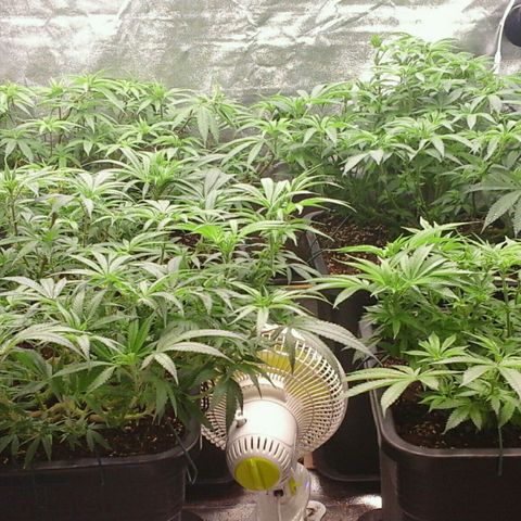 Mimosa Evo growlog photo: Au lever