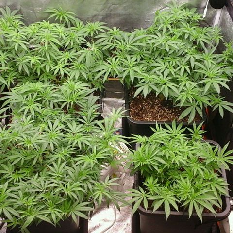 Mimosa Evo growlog photo: Au lever