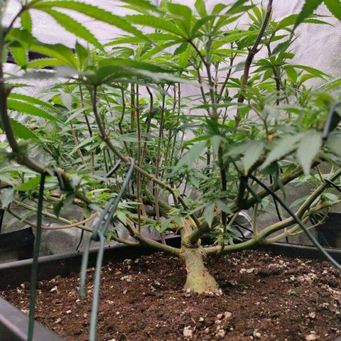 Mimosa Evo growlog photo: Ca va être la merde sans scrog