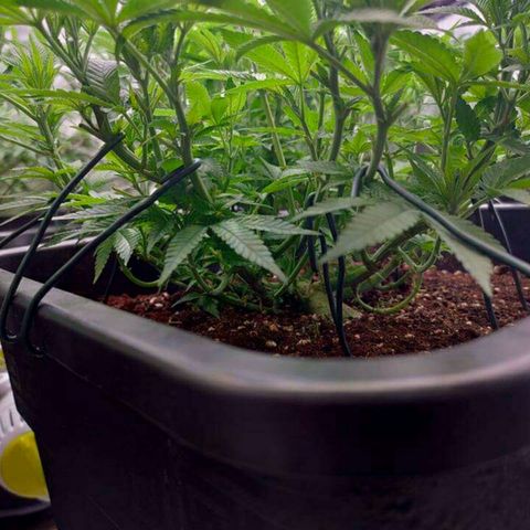 Mimosa Evo growlog photo: Ca va être la merde sans scrog