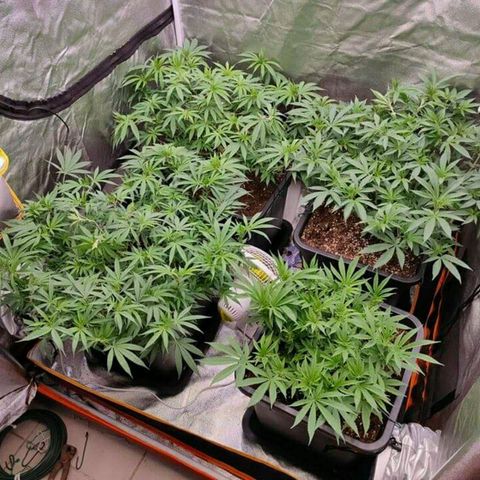 Mimosa Evo growlog photo: Ca va être la merde sans scrog