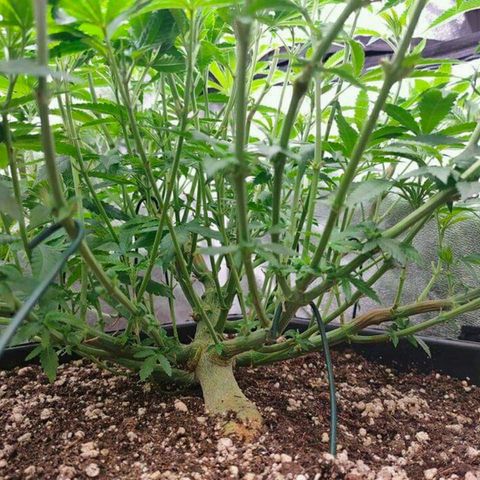 Mimosa Evo growlog photo: Ca va être la merde sans scrog