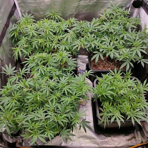 Mimosa Evo growlog photo: Ca va être la merde sans scrog