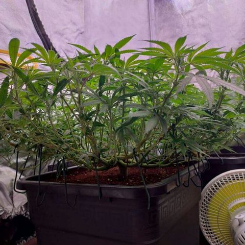 Mimosa Evo growlog photo: Ca va être la merde sans scrog