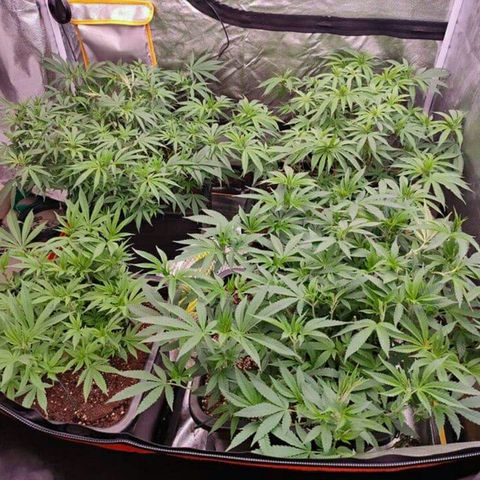 Mimosa Evo growlog photo: Ca va être la merde sans scrog