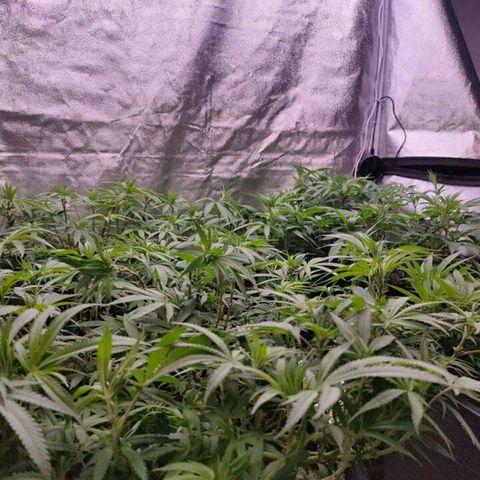 Mimosa Evo growlog photo: Ca va être la merde sans scrog