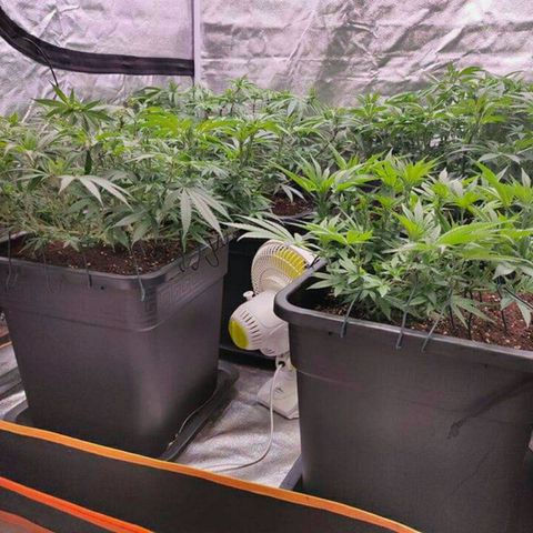 Mimosa Evo growlog photo: Ca va être la merde sans scrog