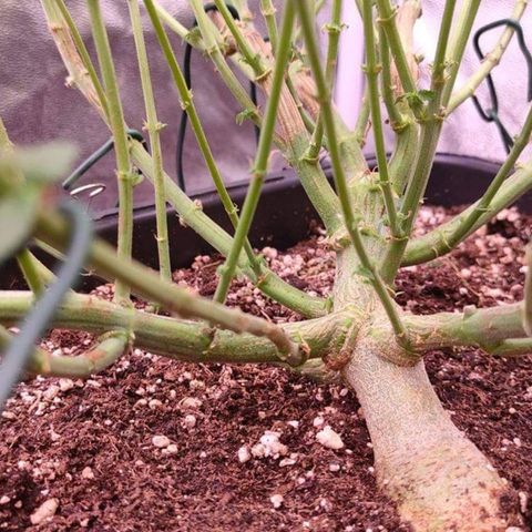 Mimosa Evo growlog timeline photo