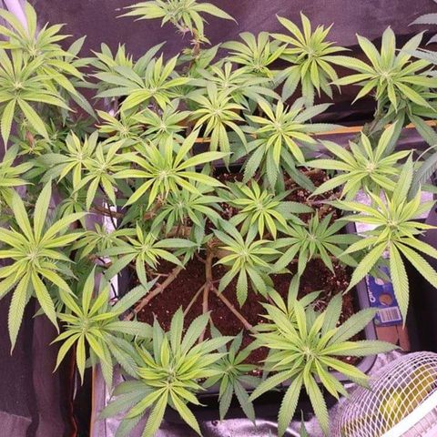 Mimosa Evo growlog timeline photo