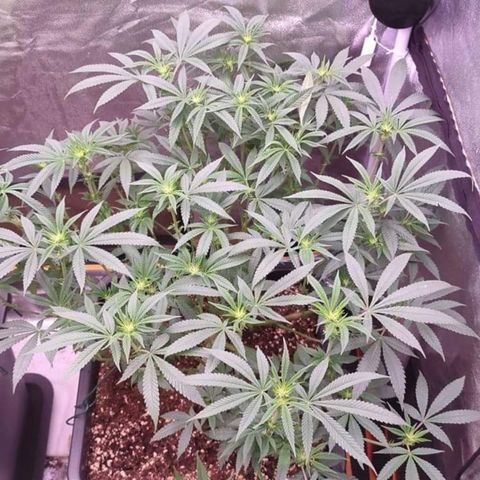 Mimosa Evo growlog timeline photo