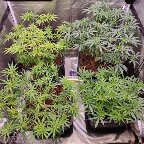 Mimosa Evo growlog timeline photo