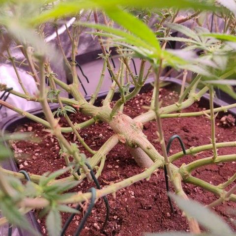 Mimosa Evo growlog timeline photo