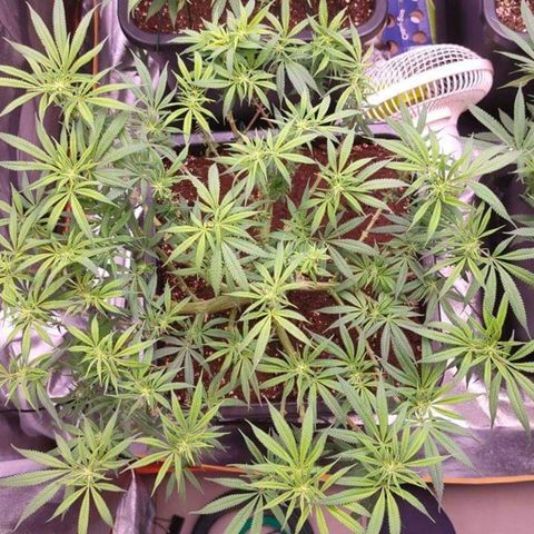 Mimosa Evo growlog timeline photo