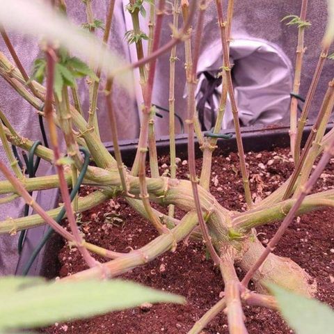Mimosa Evo growlog timeline photo