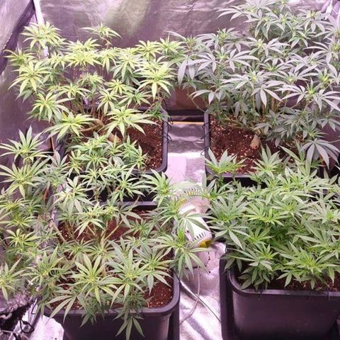 Mimosa Evo growlog timeline photo