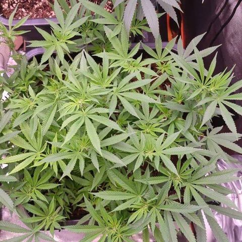 Mimosa Evo growlog timeline photo