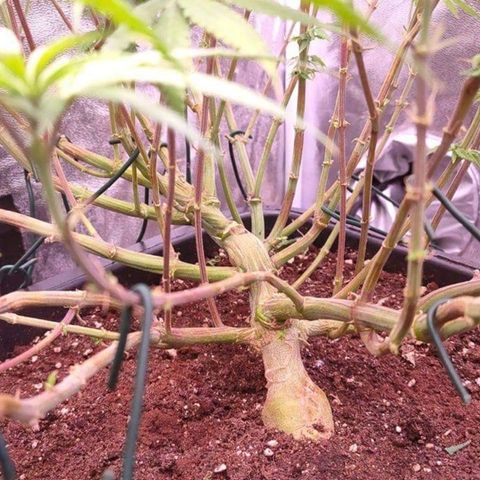 Mimosa Evo growlog timeline photo