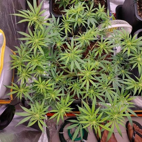 Mimosa Evo growlog timeline photo
