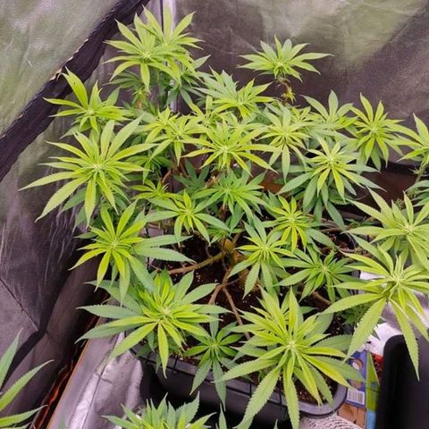Mimosa Evo growlog timeline photo