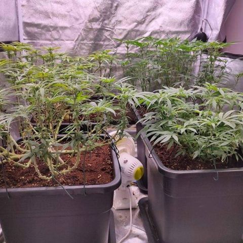 Mimosa Evo growlog timeline photo