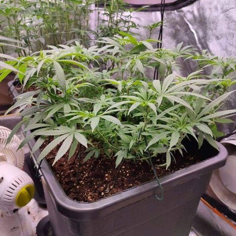 Mimosa Evo growlog timeline photo