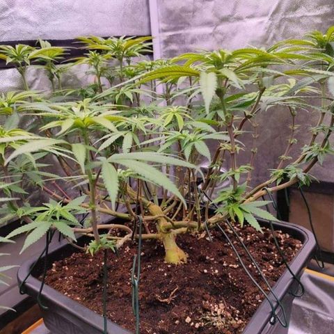 Mimosa Evo growlog timeline photo