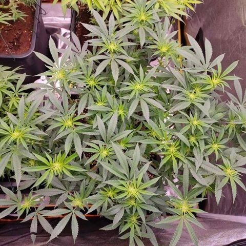 Mimosa Evo growlog timeline photo