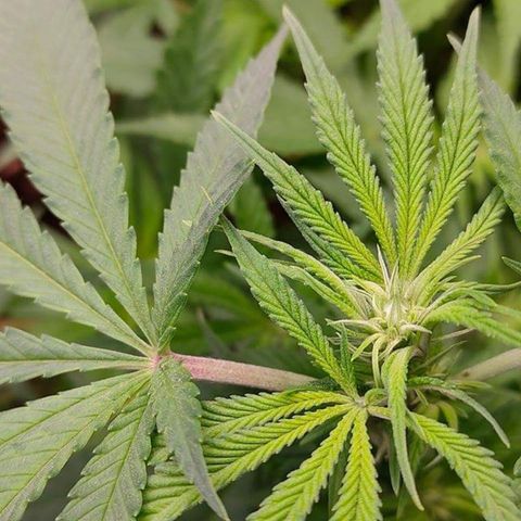 Mimosa Evo growlog photo: Fleur