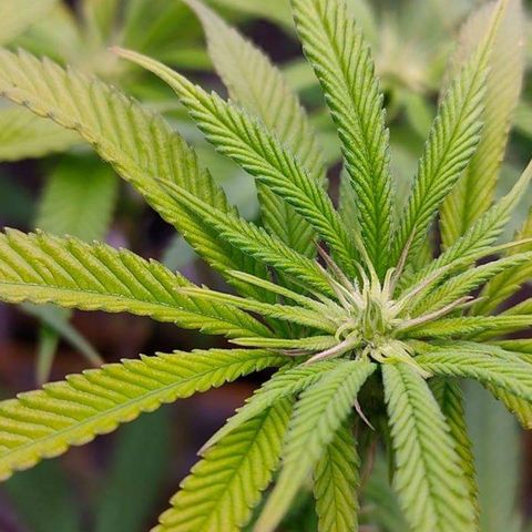Mimosa Evo growlog photo: Fleur