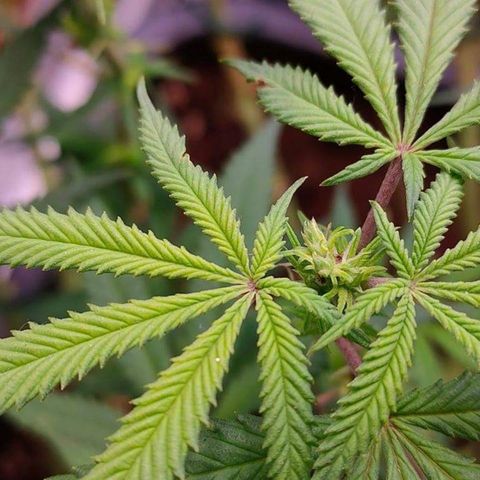 Mimosa Evo growlog photo: Fleur